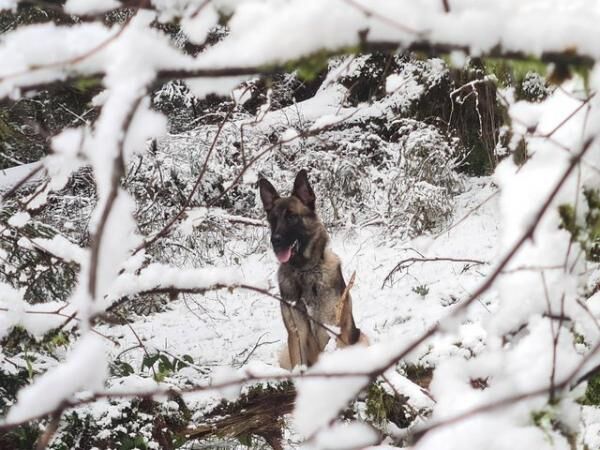 German Shepherd puppies for sale in Telford, Shropshire – 1 year old - Image 4 of 5