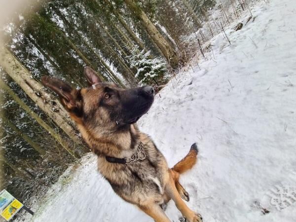 German Shepherd puppies for sale in Telford, Shropshire – 1 year old - Image 5 of 5
