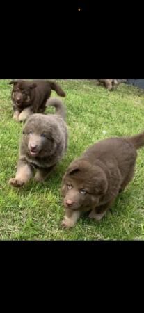 Beautiful chunky coloured GSD pups for sale in United Downs, Cornwall