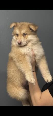 Beautiful chunky coloured GSD pups for sale in United Downs, Cornwall - Image 2
