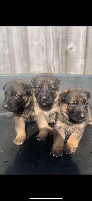 German Shepherd puppies for sale in Nelson, Lancashire – 5 weeks old