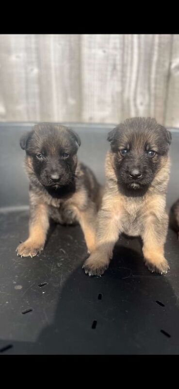 German Shepherd puppies for sale in Nelson, Lancashire – 5 weeks old - Image 2 of 3