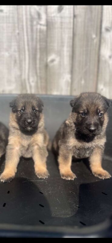 German Shepherd puppies for sale in Nelson, Lancashire – 5 weeks old - Image 3 of 3