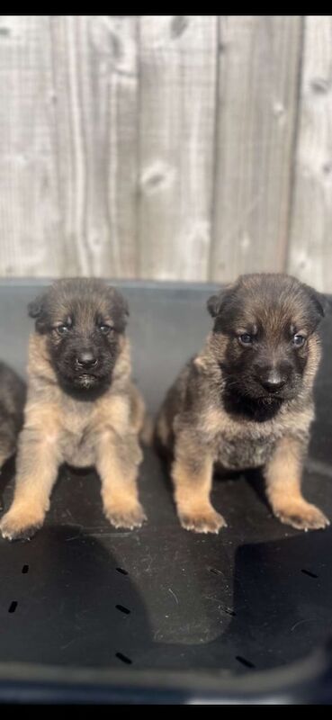 German Shepherd puppies for sale in Nelson, Lancashire – 6 months old - Image 2 of 3