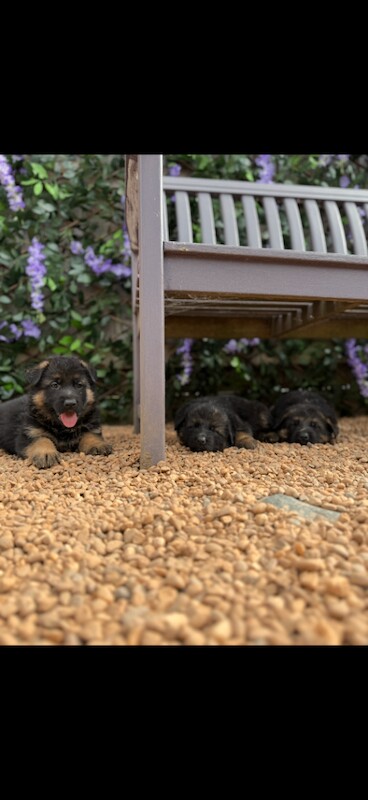 Kennel Club Registered German Shepherd Puppies For Sale