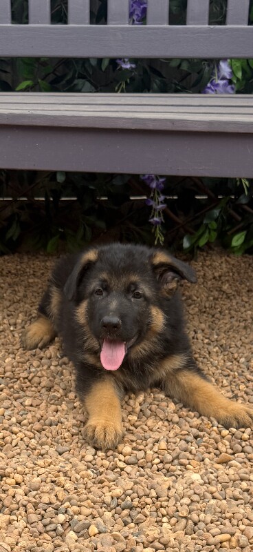 Beautiful Family-Raised German Shepherd Puppies - Image 2 of 3
