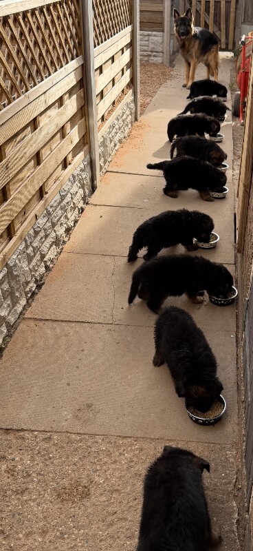 Beautiful Family-Raised German Shepherd Puppies - Image 3 of 3
