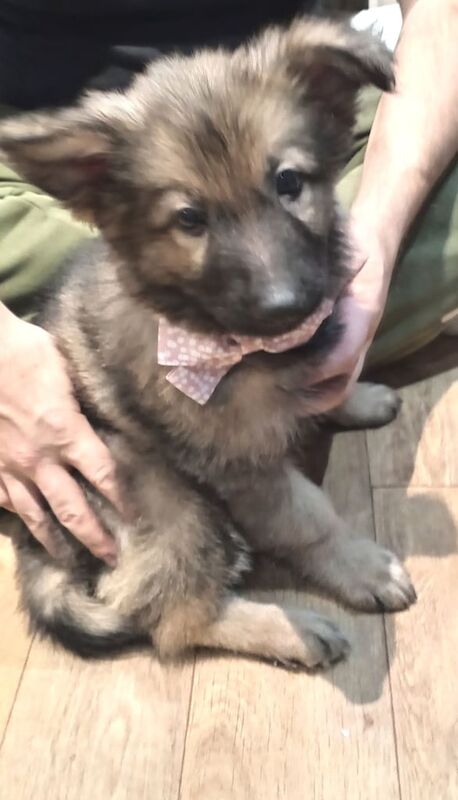 Beautiful female German shepard 9 1/2 weeks for sale in Swindon, Wiltshire - Image 1