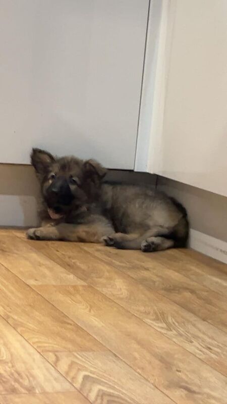 Beautiful female German shepard 9 1/2 weeks for sale in Swindon, Wiltshire - Image 2