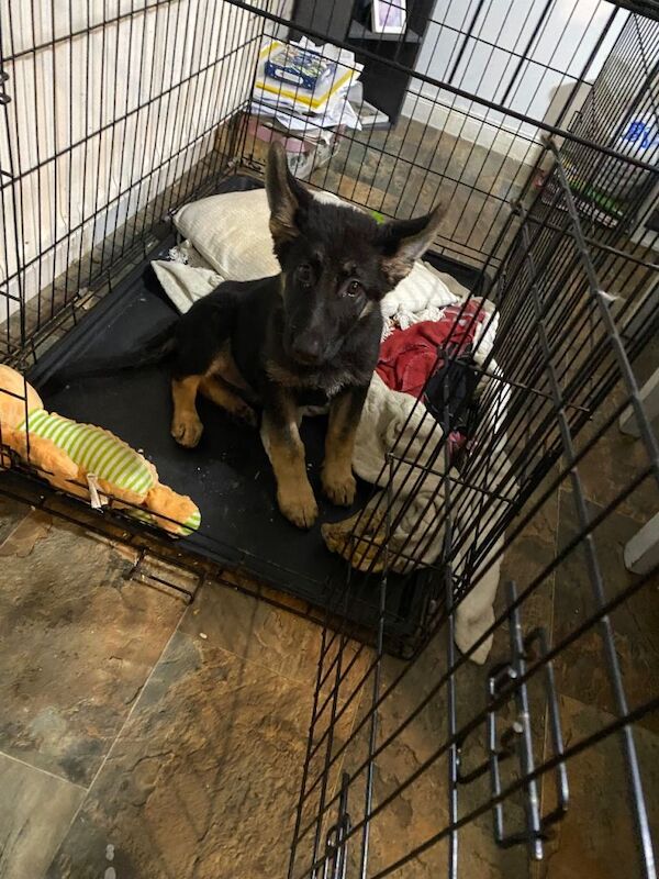German Shepherd puppies for sale in Ballymoney, County Antrim – 3 months old