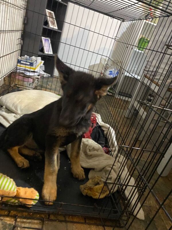 German Shepherd puppies for sale in Ballymoney, County Antrim – 3 months old - Image 3 of 3