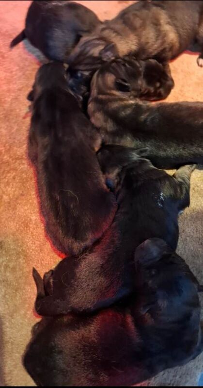 German Shepherd puppies for sale in Walthamstow, London – KC registered, 5 months old