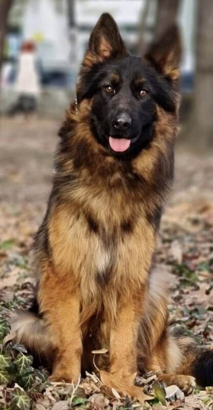 Beautiful German Shepard puppies - Image 2 of 3