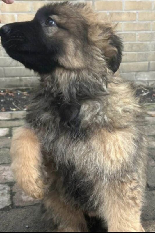 Beautiful German Shepard puppies - Image 3 of 3