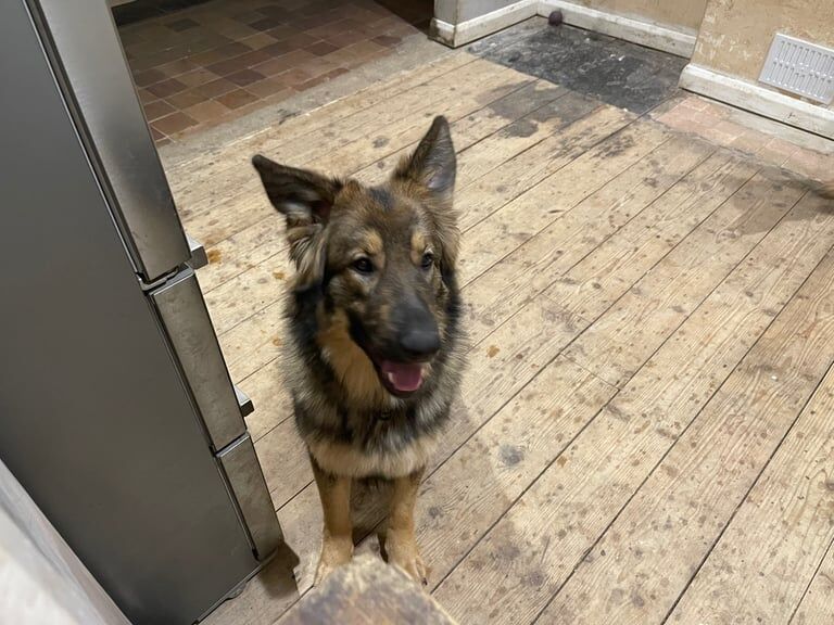 German Shepherd Puppies For Sale Under £1,000