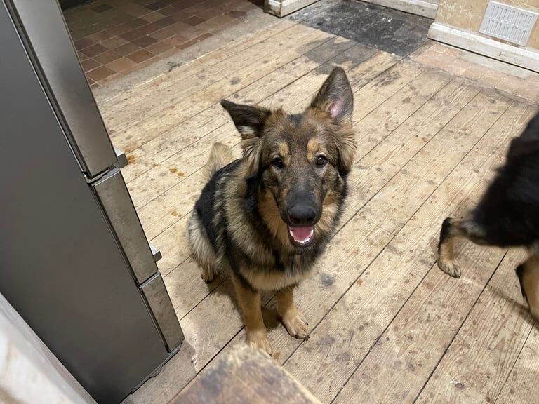 Beautiful German Shepherd - Image 2 of 4