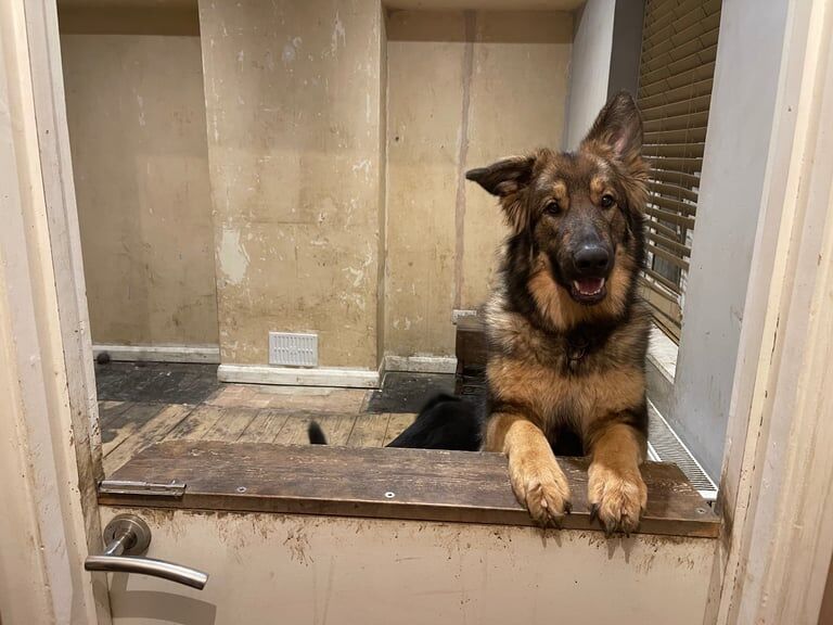 Beautiful German Shepherd - Image 3 of 4