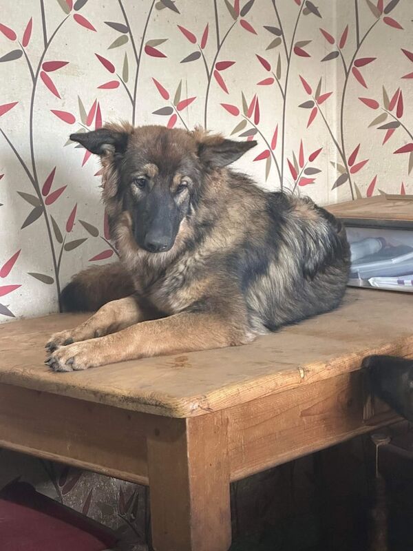 Beautiful German Shepherd - Image 4 of 4