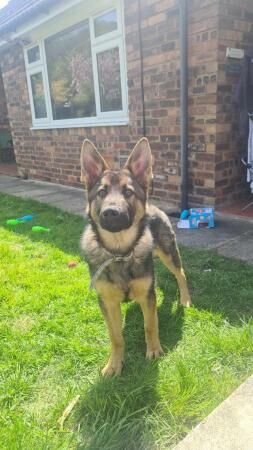 Beautiful German Shepherd 7 months old for sale in Macclesfield, Cheshire