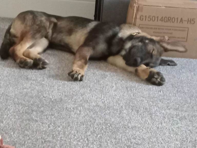 Beautiful German Shepherd