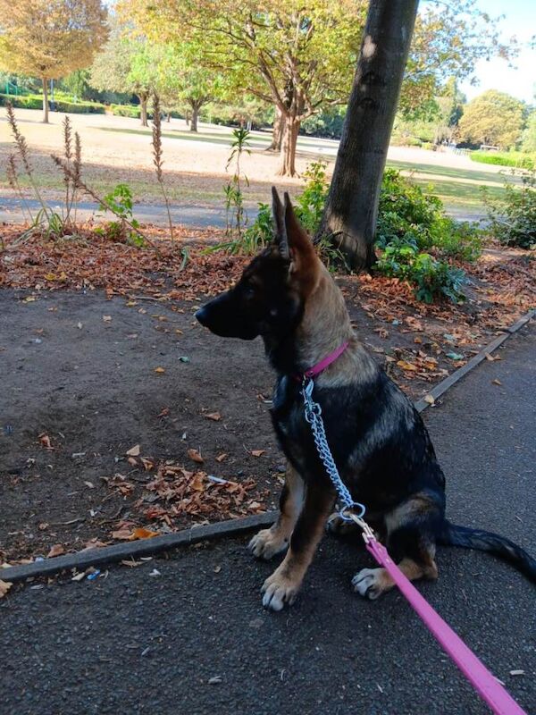 Beautiful German Shepherd - Image 2 of 2