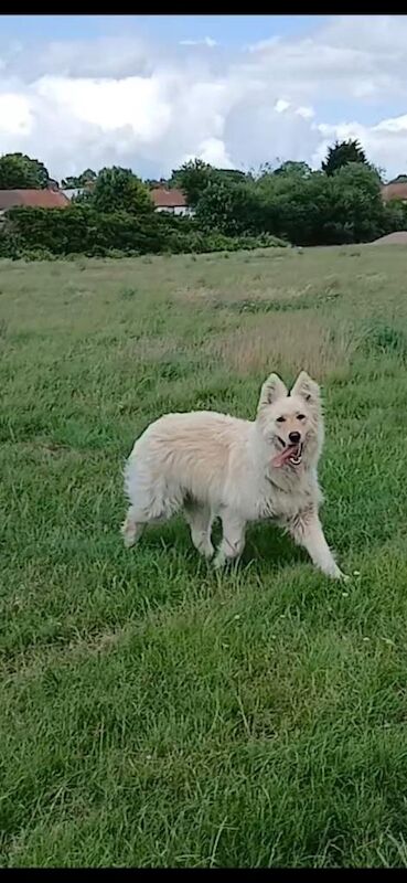 Beautiful German Shepherd Girl - Image 2 of 2