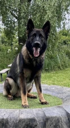 Beautiful German shepherd puppies for sale in Barnsley, South Yorkshire - Image 1