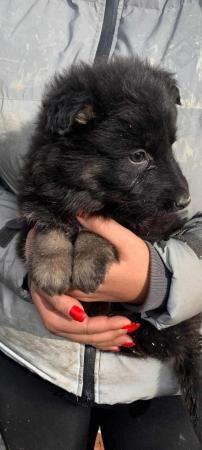 Beautiful German shepherd puppies for sale in Barnsley, South Yorkshire - Image 2