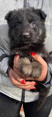 Beautiful German shepherd puppies for sale in Barnsley, South Yorkshire - Image 3