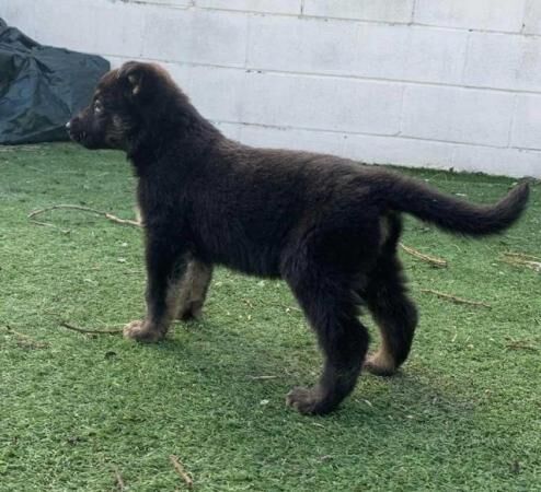 Beautiful German shepherd puppies for sale in Barnsley, South Yorkshire - Image 4