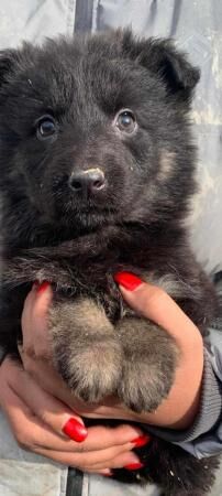 Beautiful German shepherd puppies for sale in Barnsley, South Yorkshire - Image 5