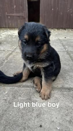 German Shepherd puppies for sale in Boston, Lincolnshire – 1 year old - Image 2 of 5