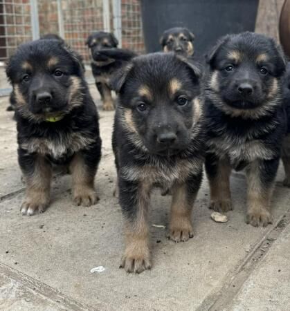 German Shepherd puppies for sale in Boston, Lincolnshire – 1 year old - Image 3 of 5