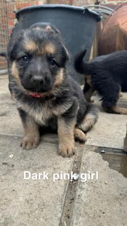 German Shepherd puppies for sale in Boston, Lincolnshire – 1 year old - Image 4 of 5