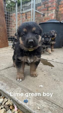 German Shepherd puppies for sale in Boston, Lincolnshire – 1 year old - Image 5 of 5