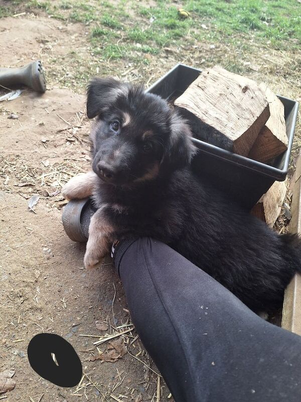 Beautiful german shepherd puppies - Image 2 of 3
