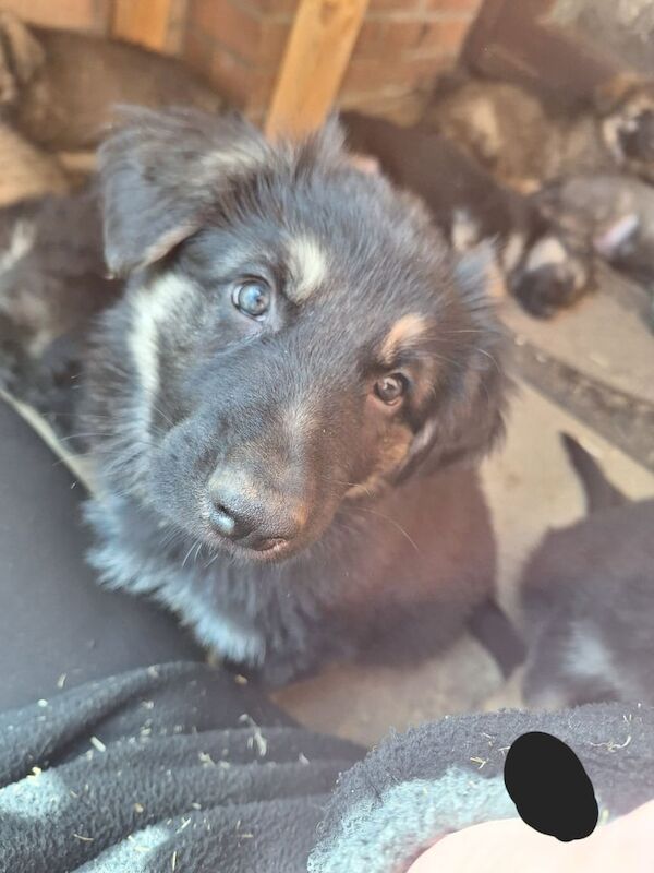 Beautiful german shepherd puppies - Image 3 of 3