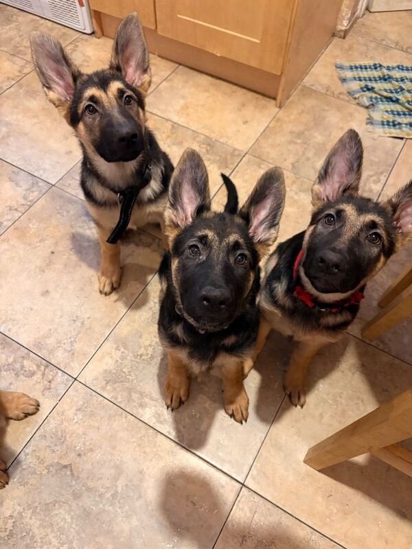 German Shepherd puppies for sale in Portadown, County Armagh – 3 months old
