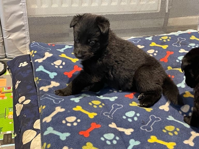 German Shepherd puppies for sale in Halifax, West Yorkshire – 3 weeks old - Image 3 of 4