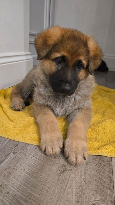 German Shepherd puppies for sale in Boston, Lincolnshire – KC registered, 6 weeks old
