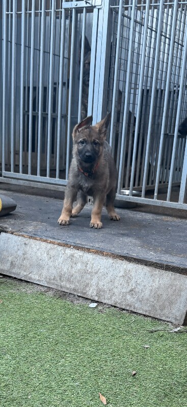 German Shepherd Puppies For Sale