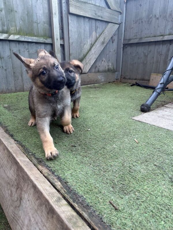 Beautiful German shepherd puppies - Image 2 of 6
