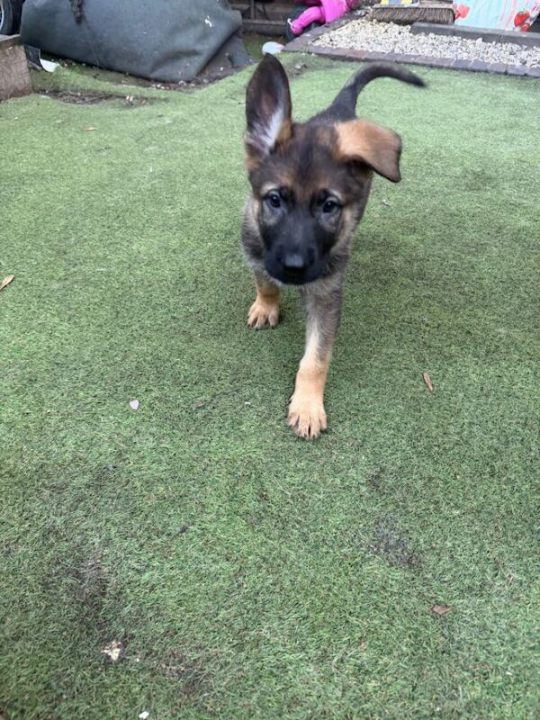 Beautiful German shepherd puppies - Image 3 of 6