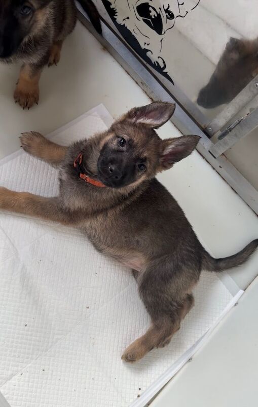Beautiful German shepherd puppies - Image 4 of 6