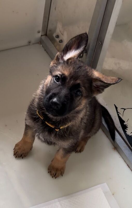 Beautiful German shepherd puppies - Image 5 of 6