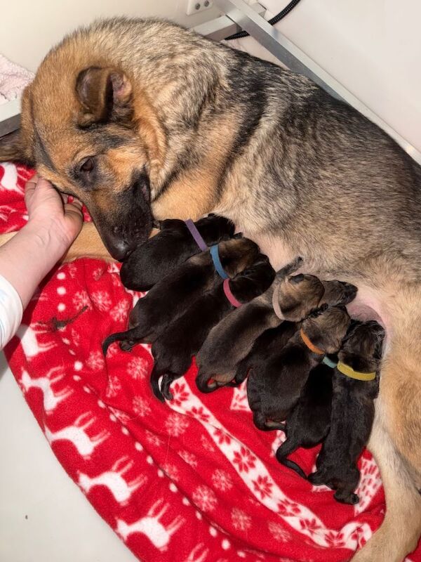 Beautiful German shepherd puppies - Image 6 of 6