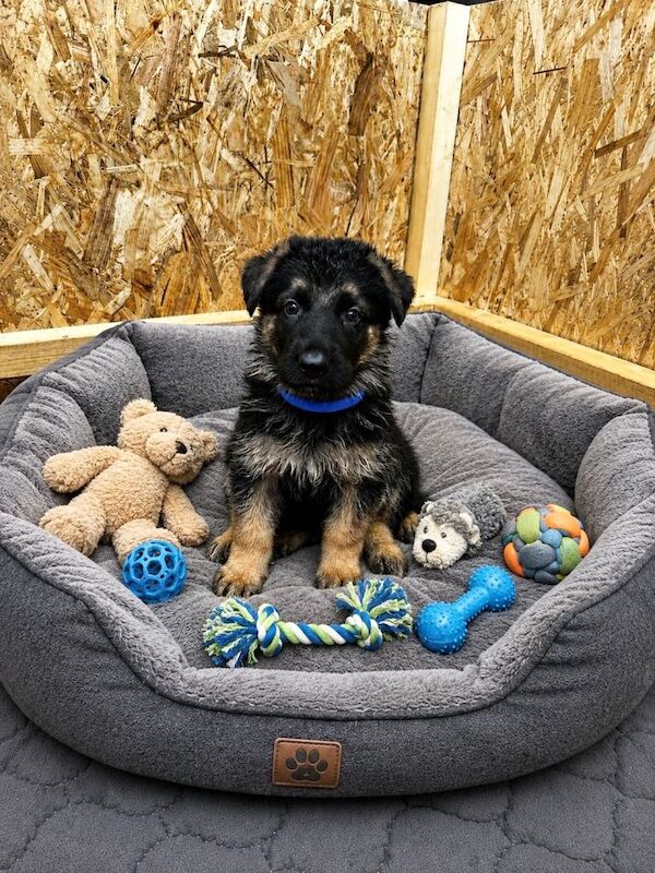 Beautiful german shepherd puppies