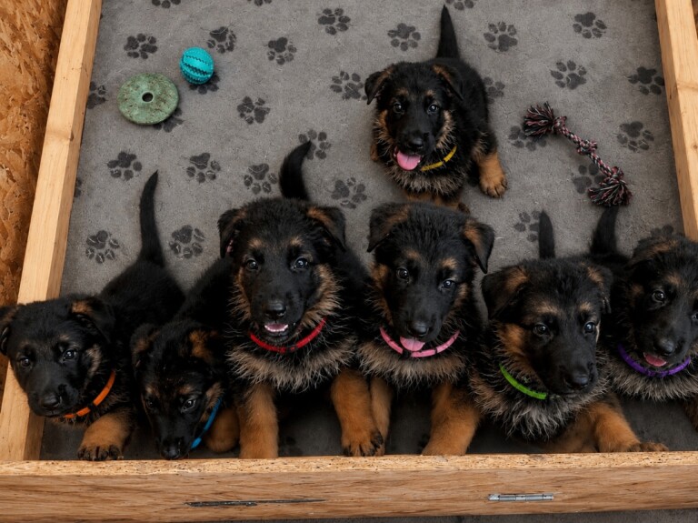Beautiful german shepherd puppies - Image 2 of 5