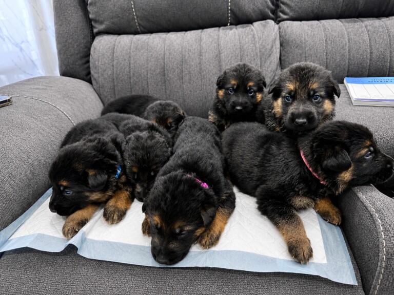Beautiful german shepherd puppies - Image 3 of 5
