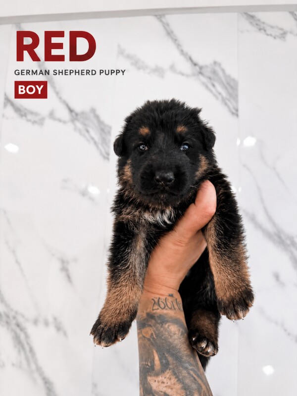 Beautiful german shepherd puppies - Image 4 of 5